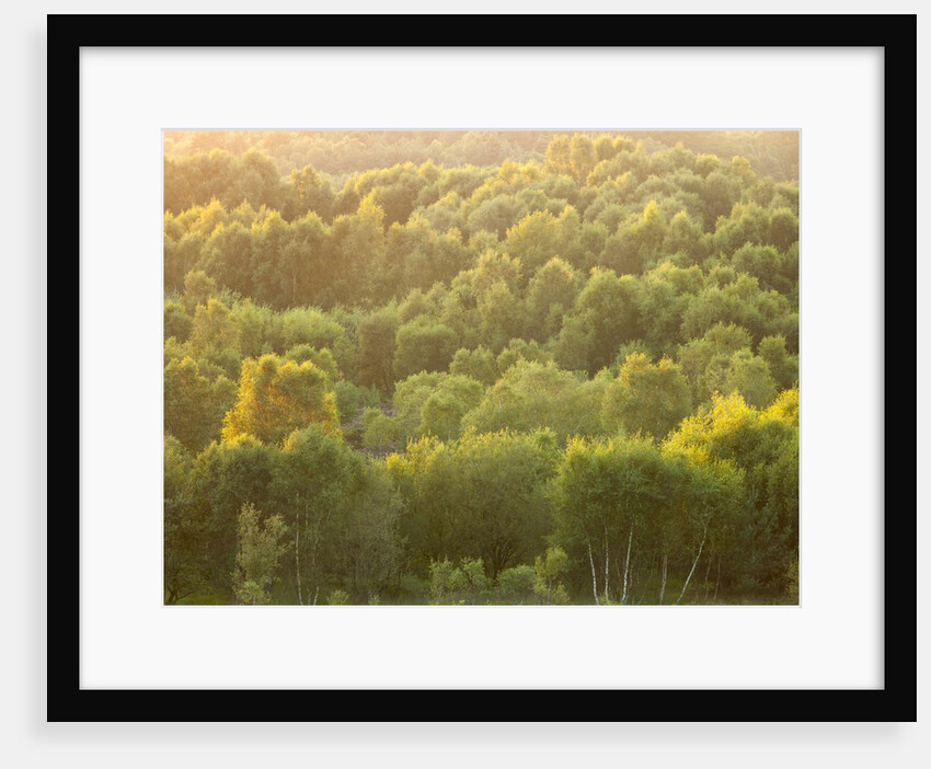 Tree tops at dusk by Assaf Frank
